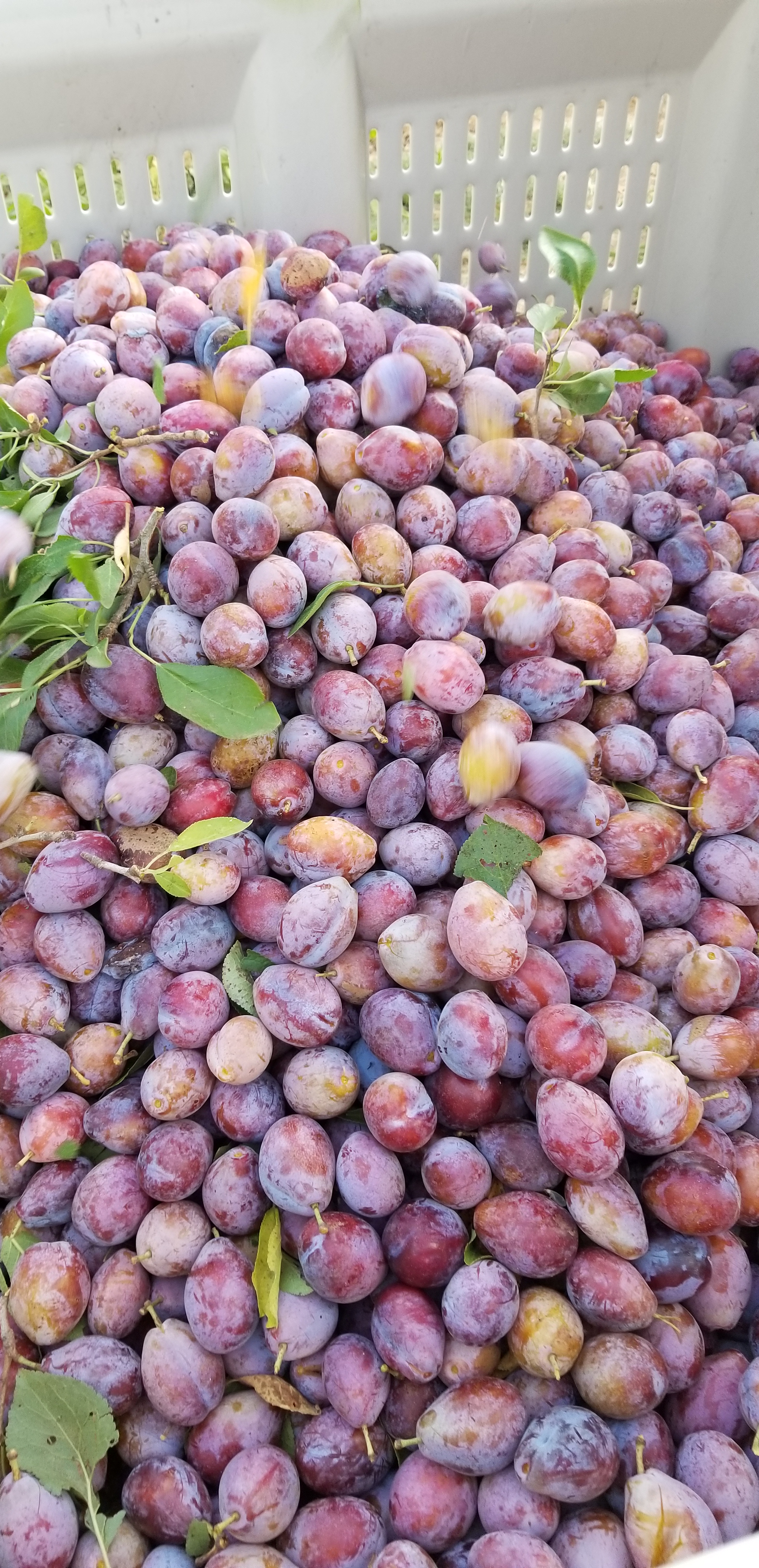 20180820_0750411 WOOLEY FARMS, INC.