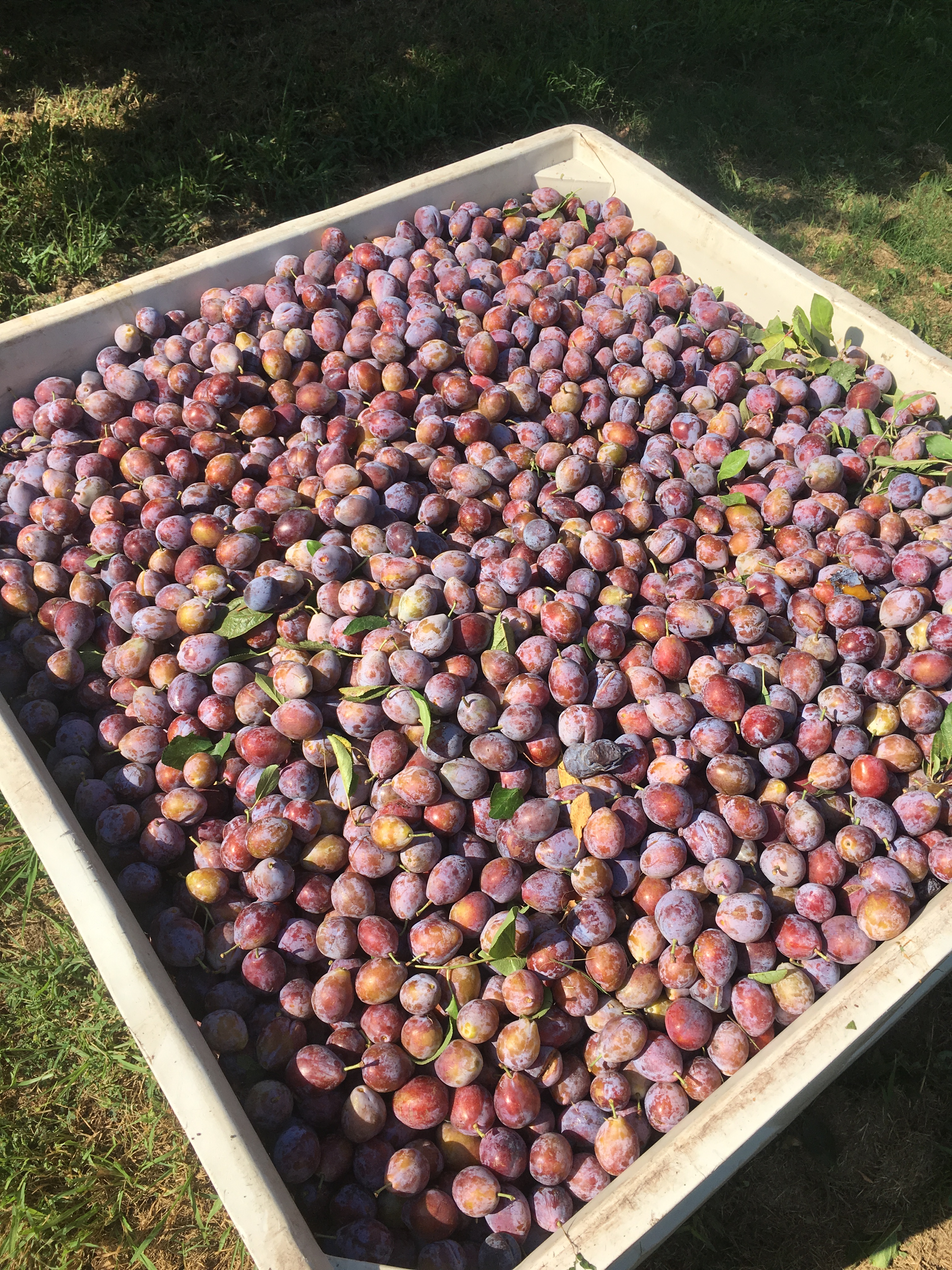 Gallery WOOLEY FARMS, INC.