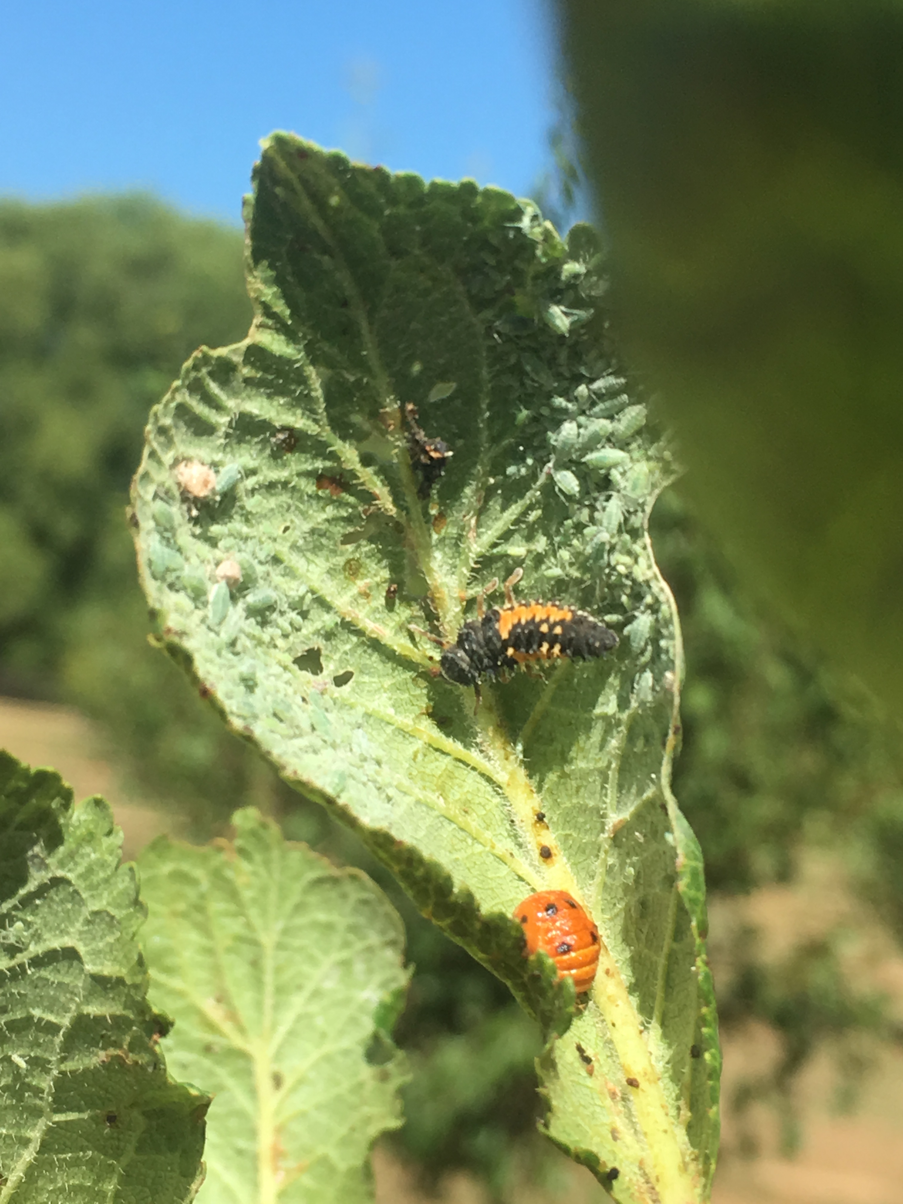 Gallery WOOLEY FARMS, INC.